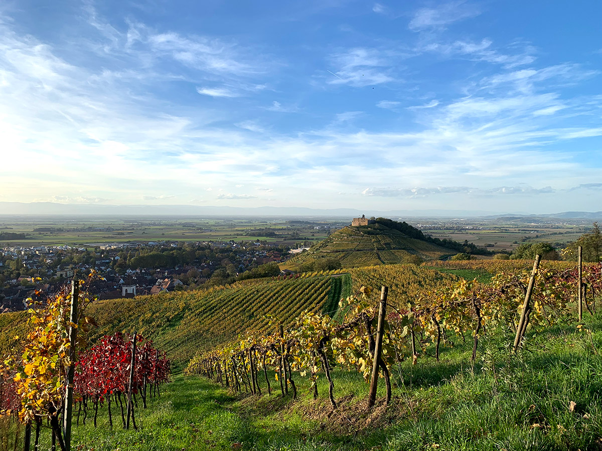 Blick über Staufen, den Schlossberg und das Rheintal